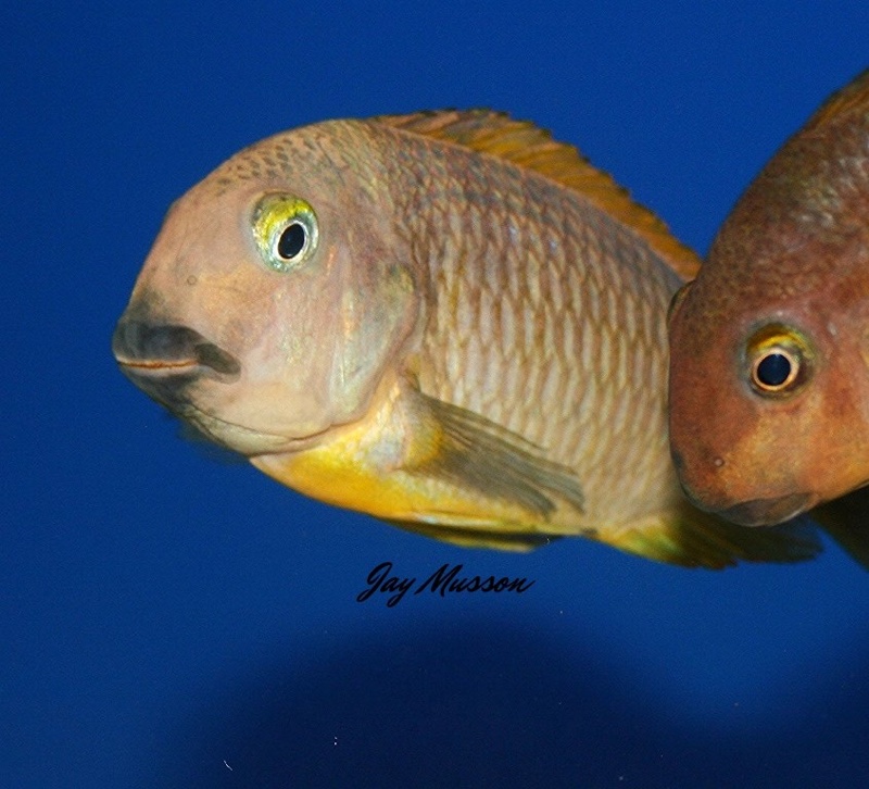 Tropheus brichardi 'Ujiji'